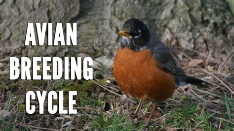 Avian Breeding Cycle - YouTube