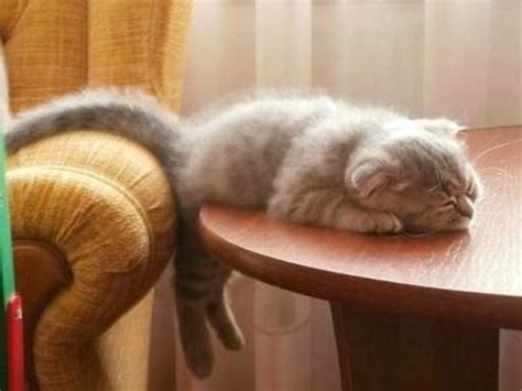 35 Funny Photos of Cats Caught Sleeping - Cat Fancast