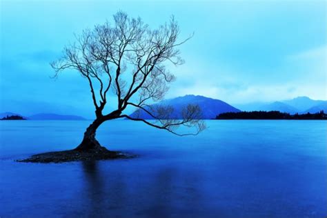 The Wanaka Tree - Chilby Photography