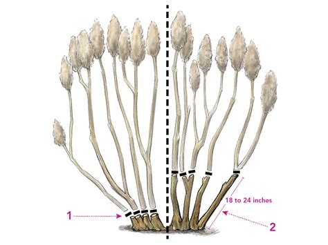 Pruning Hydrangeas - FineGardening