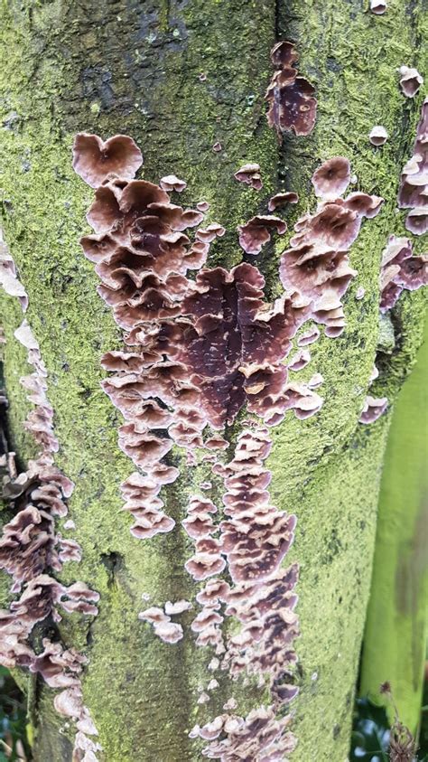 Tree fungus identification — BBC Gardeners' World Magazine