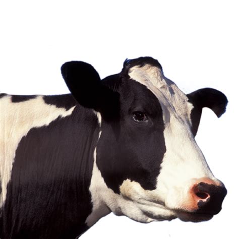 Cow PNG Image - PurePNG | Free transparent CC0 PNG Image Library