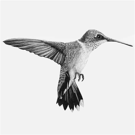 Dotwork Hummingbird Drawing | Hummingbird drawing, Bird pencil drawing ...