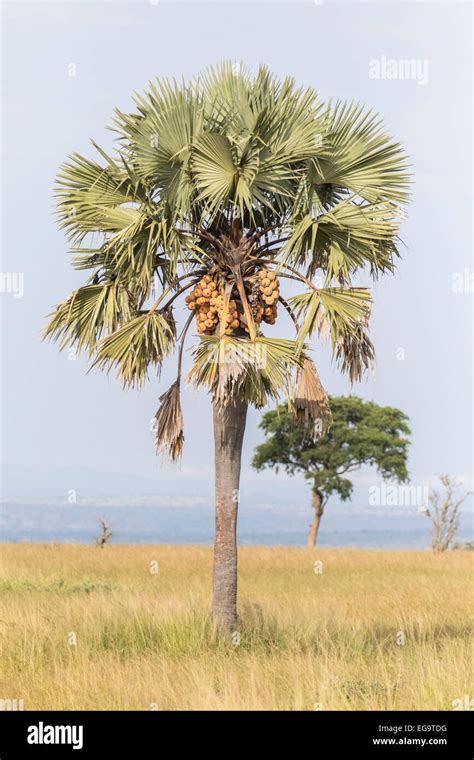 Borassus palm (Borassus aethiopum) in Murchinson Falls National Park, Uganda Stock Photo - Alamy