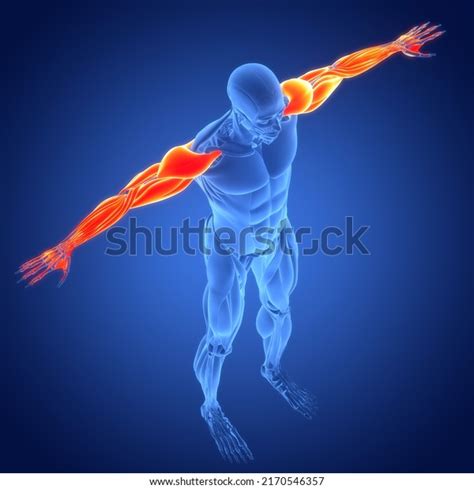 Human Muscular System Hand Muscles Anatomy 库存插图 2170546357 | Shutterstock