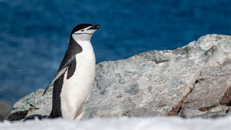 Antarctica Wildlife | Hurtigruten Expeditions