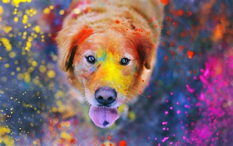 Colorful Dog Wallpapers - Top Free Colorful Dog Backgrounds - WallpaperAccess