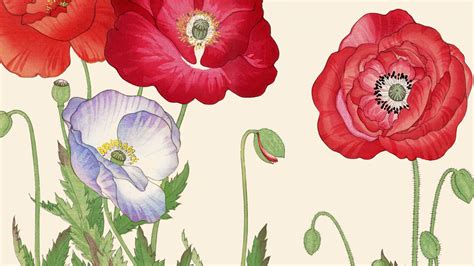 Vintage Poppies Floral Wallpaper – Buy Online | Happywall