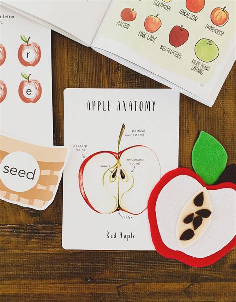 Apple Anatomy Fruit Anatomy Homeschool Printables - Etsy | Homeschool ...