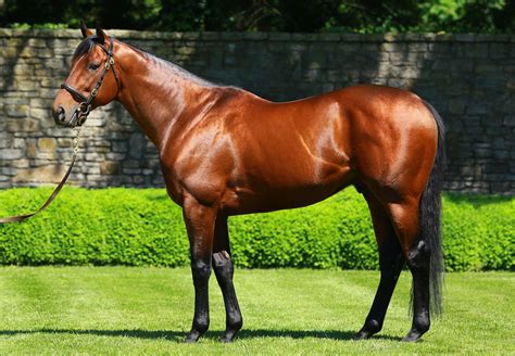 American Pharoah | Stallions - Coolmore