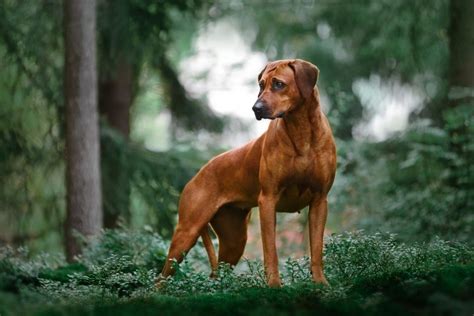 10 Popular Rhodesian Ridgeback Mixes (w/ Pictures) | Puplore