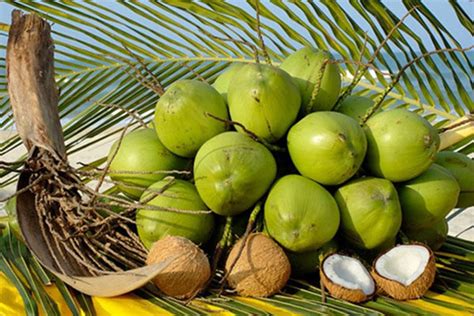 Vietnamese Coconut Fruit