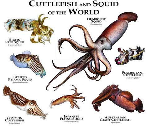 Cuttlefish and Squid of the World Poster Print - Etsy | Marine animals ...