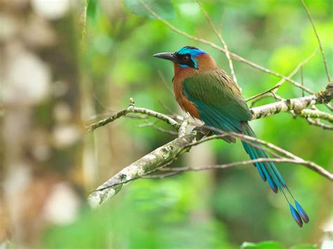 Trinidad Motmot - eBird