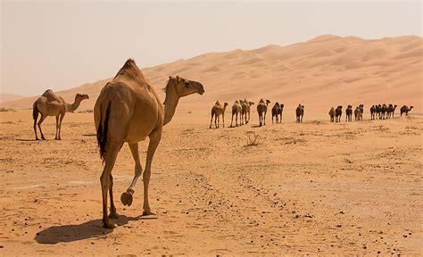 10 Interesting Facts About Camels - WorldAtlas.com