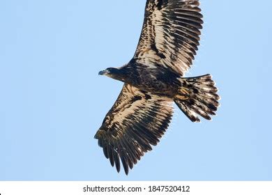 Juvenile Bald Eagle Flying By Very Stock Photo 1847520412 | Shutterstock