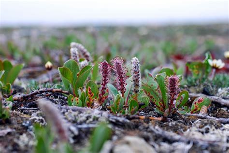 Trees Planet: Salix arctica - Arctic Willow