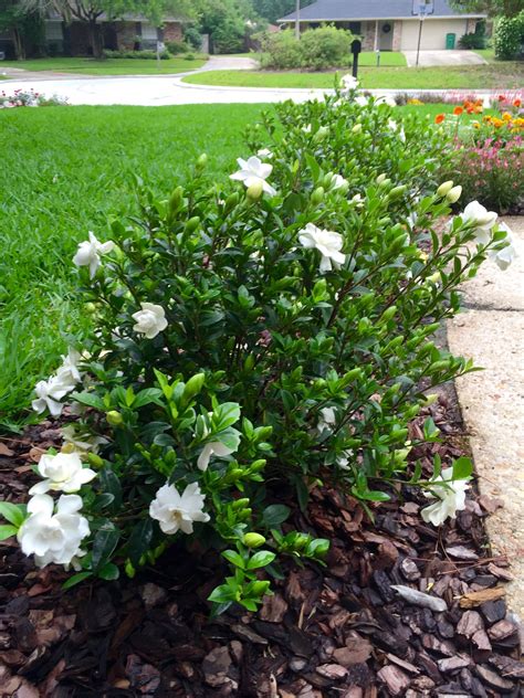 Jubilation Gardenia | Front garden landscape, Backyard landscaping designs, Garden design