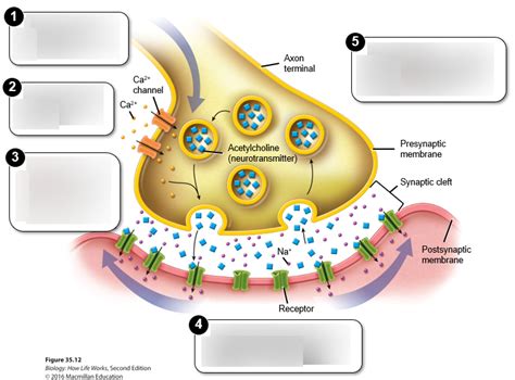 Diagram of Events of the synapse | Quizlet