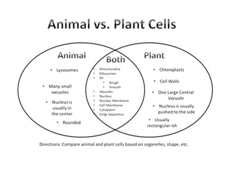 Plant And Animal Cells Venn Diagram