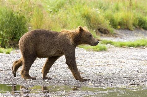 Free picture: brown bear, cub, natural habitat