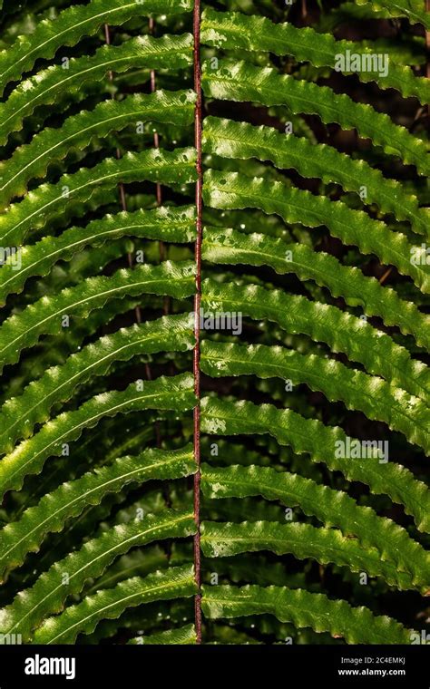 Leaves of a Polypodium Fern Stock Photo - Alamy