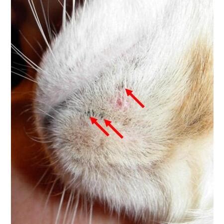 Blog What You Need To Know About Cat Acne