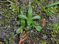 Category:Cerastium fontanum subsp. vulgare - Wikimedia Commons