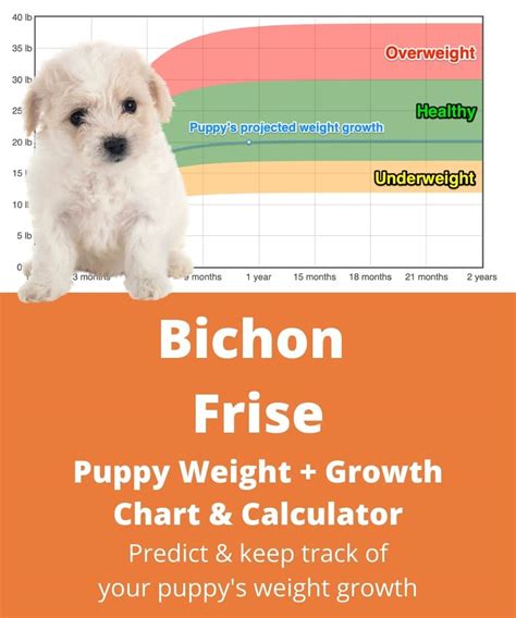 Bichon Frise Weight+Growth Chart 2022 - How Heavy Will My Bichon Frise ...