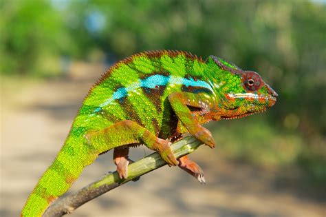 Photos: How Chameleons Change Color | Live Science