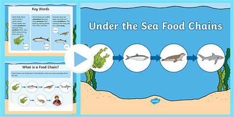 Under the Sea Food Chains PowerPoint