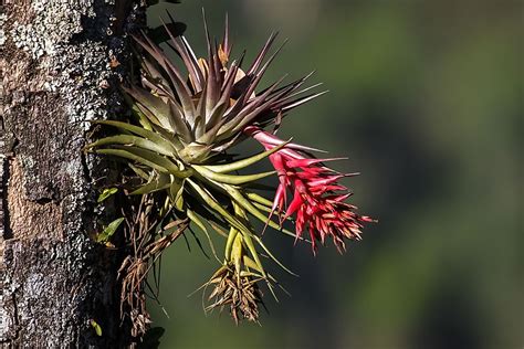 What Is An Epiphyte? - WorldAtlas