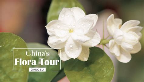 How did the Jasmine flower become the symbol of Jiangsu Province? - CGTN