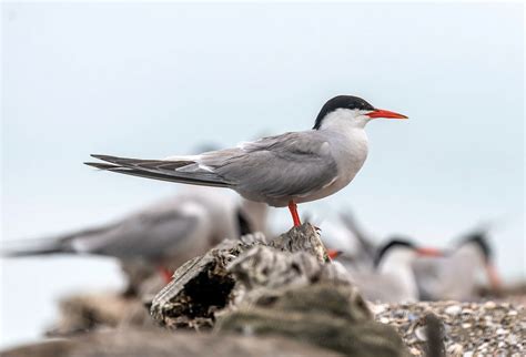 Manmade Common Tern breeding platform on Behance