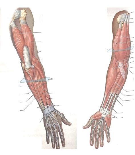 Kin 223 Lab #9 b) Upper limb [87%] Diagram | Quizlet