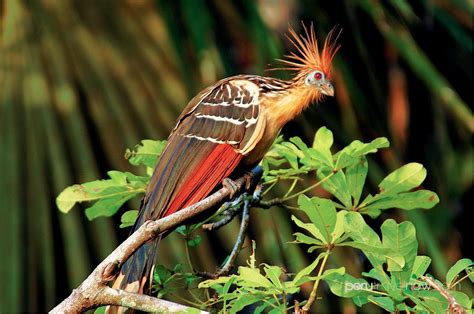 Los shanshos (Opisthocomus hoazin) son las únicas aves rumiantes del ...