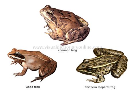 ANIMAL KINGDOM :: AMPHIBIANS :: EXAMPLES OF AMPHIBIANS [1] image - Visual Dictionary Online