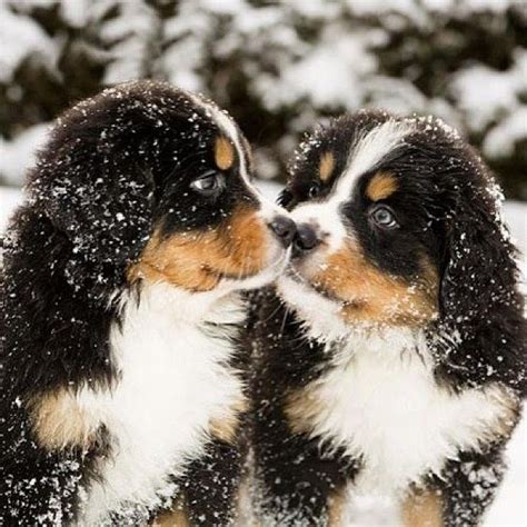 Bernese Mountain Dog