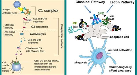 Classical Pathway of Complement Activation