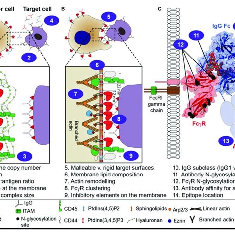 | Structures and properties of the human Fc γ receptors. Five receptors... | Download Scientific ...