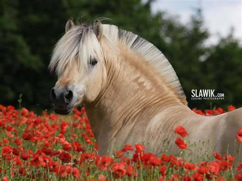 Fjord Horse mane styles. | Pumpkin Pony