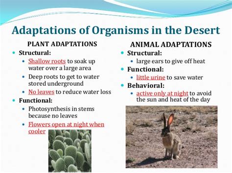 Adaptation Of Plants And Animals