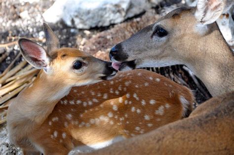 National Key Deer Refuge — Florida Keys Wildlife Society