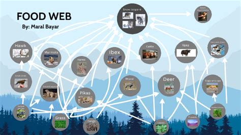 Snow leopard food web by Maral Bayar on Prezi