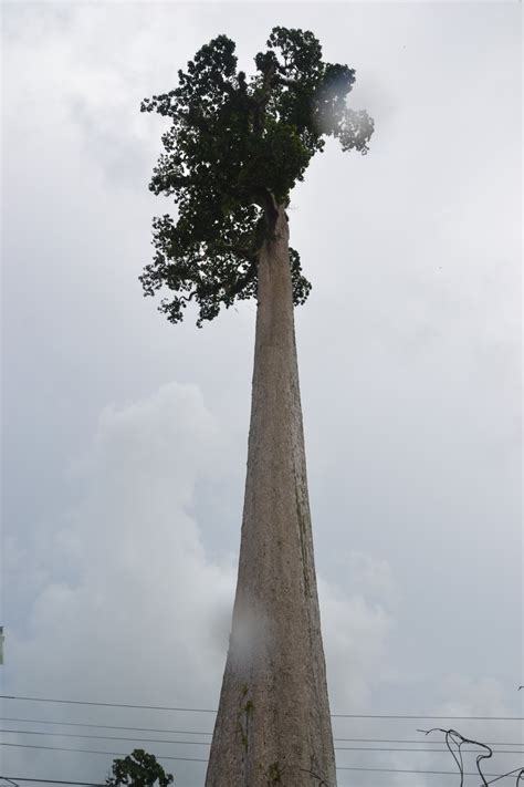 Giant Toog Tree - Agusan Del Sur