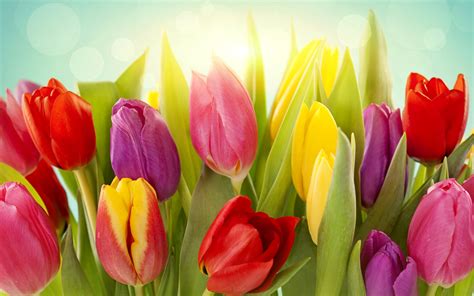 Different colors of tulip flowers wallpaper | flowers | Wallpaper Better