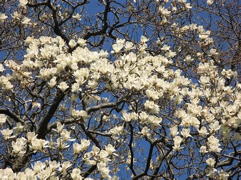 10 Elegant Magnolia Trees for USDA Zone 5