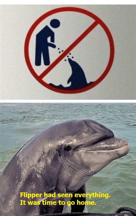 Sad dolphin noises : r/memes