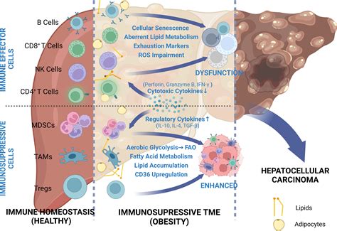 Intestinal Organoids And Organoids Extracellular Vesicles, 53% OFF