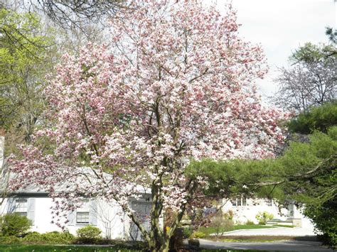 Good Things by David: Magnolia Trees